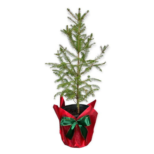 Norway Spruce live Christmas tree green evergreen foliage
