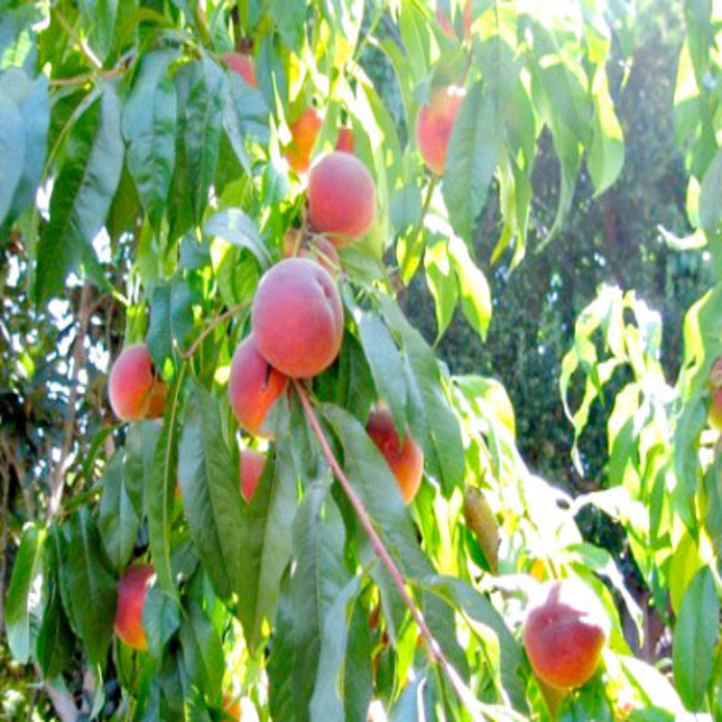 O'Henry Peach Tree with healthy green foliage and developing peaches