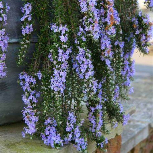 Rosmarinus officinalis 'Prostratus' Trailing Rosemary – evergreen shrub