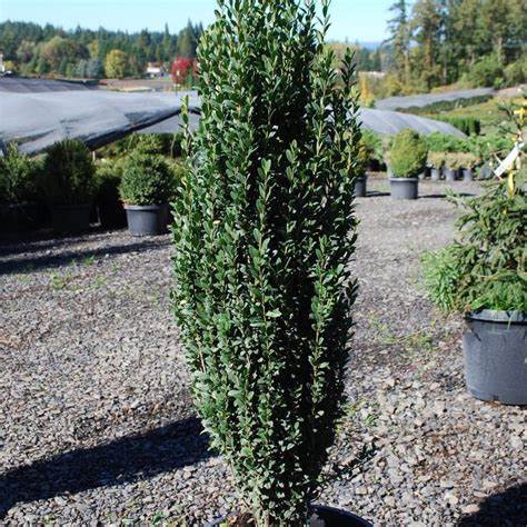 Columnar Japanese Holly shrub close-up