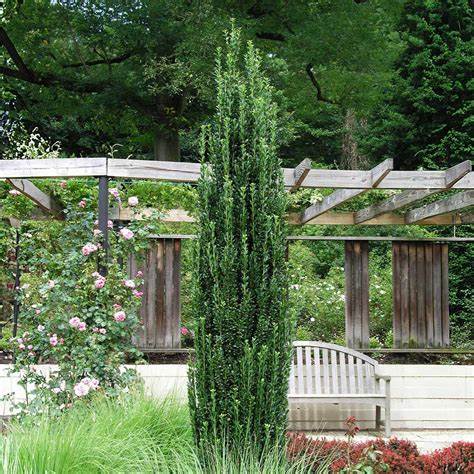 Tall narrow Sky Pencil Holly for landscapes
