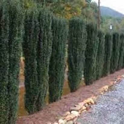 Soft Touch foliage of Sky Pencil Holly