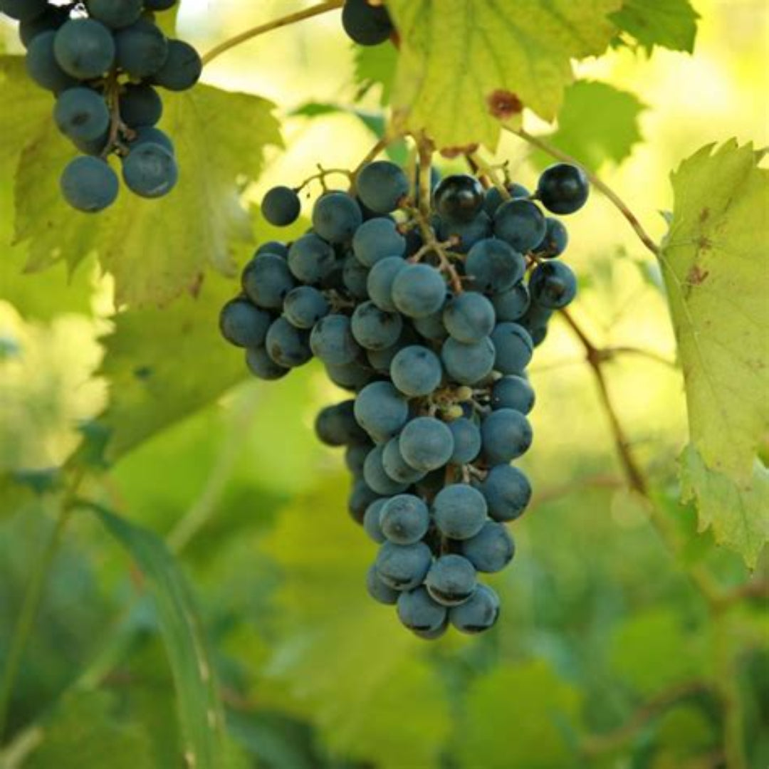 Close-up of Chambourcin wine grapes showing dark purple fruit and natural bloom on the skin