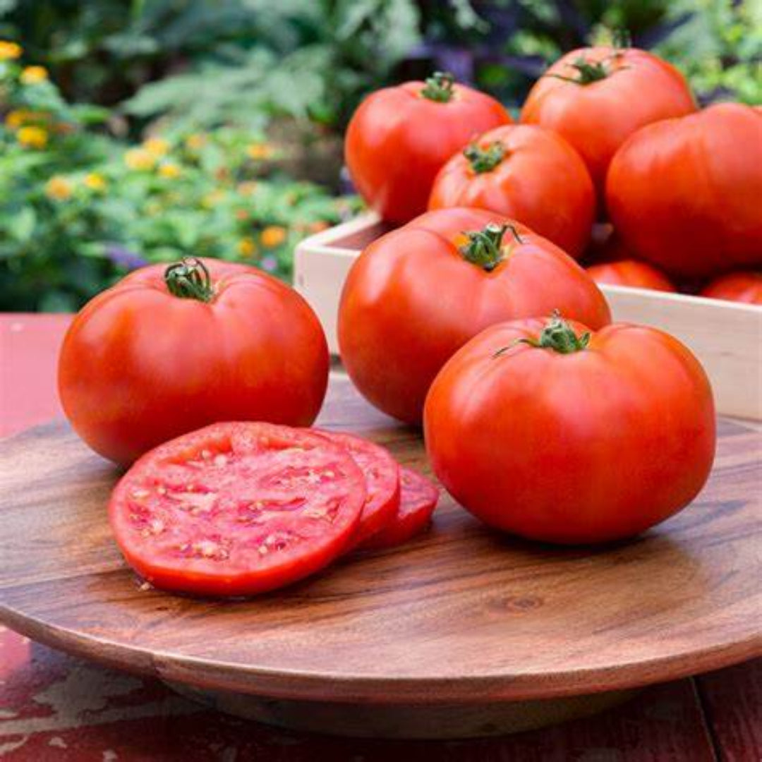 Better Boy tomato plant with healthy green leaves growing in garden soil