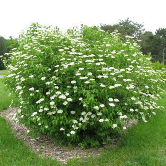 Blooming Shakaz Viburnum Shrub with White Flowers and Green Leaves