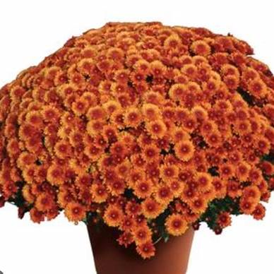 Copper Coin Bronze Mum – Fall Garden Chrysanthemum - Hardy Perennial Flowers for Autumn Color