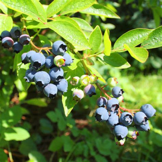 Planting and harvesting Premier Blueberry Bush infographic