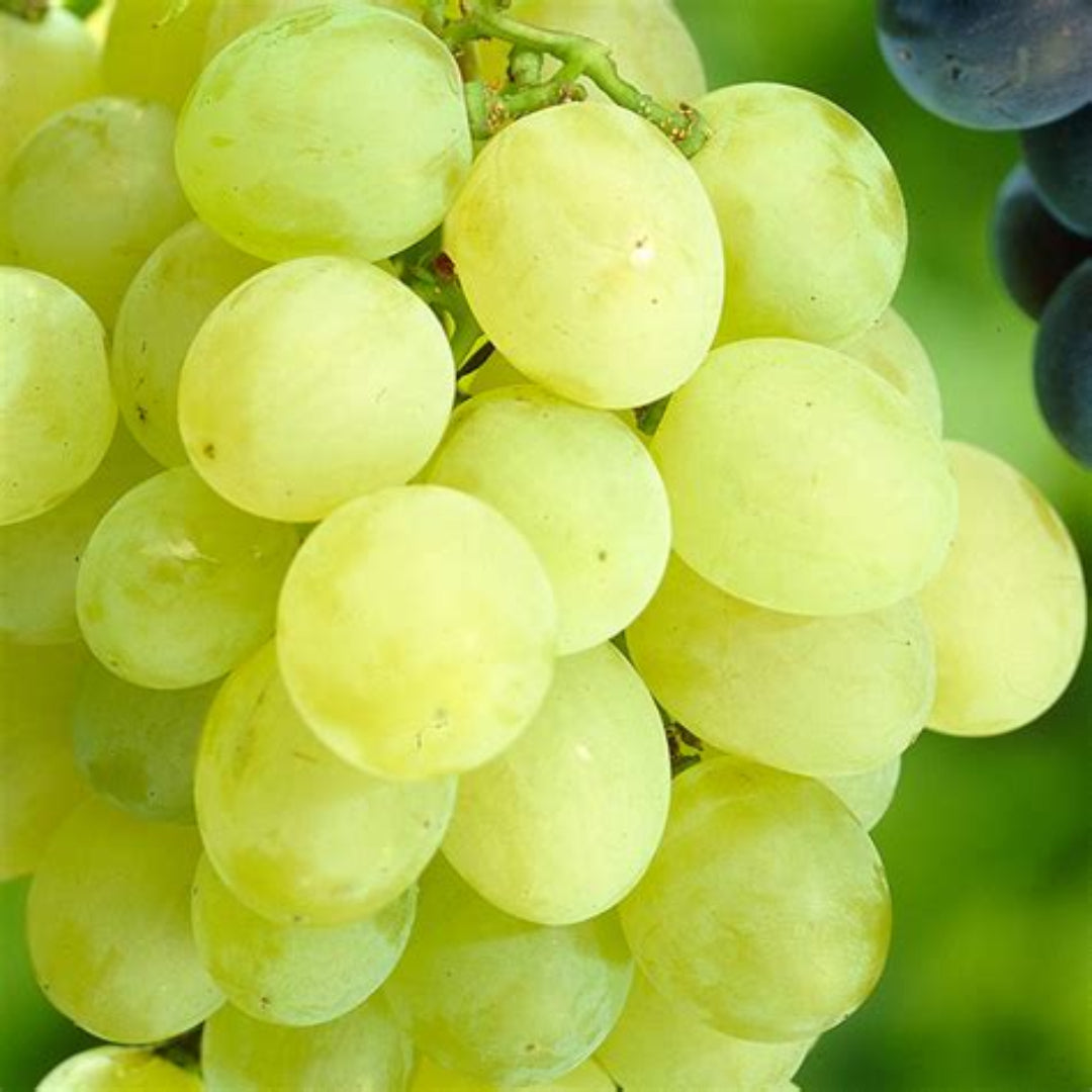 Golden Himrod Seedless Grapes hanging in loose clusters on a healthy grapevine