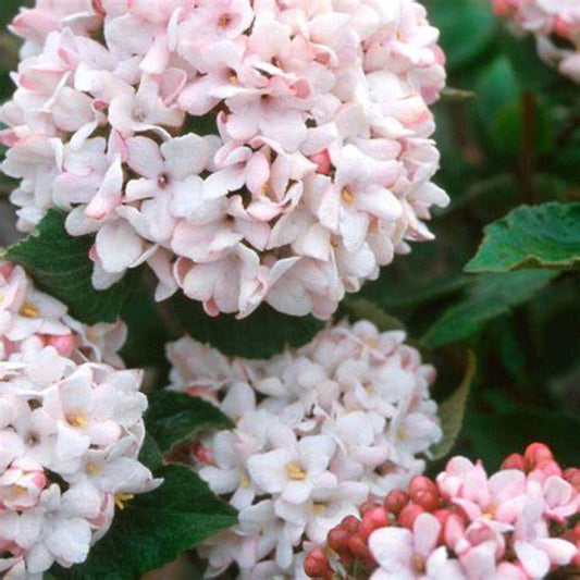 Blooming Cayuga Viburnum Shrub with Lush White Flowers and Green Foliage