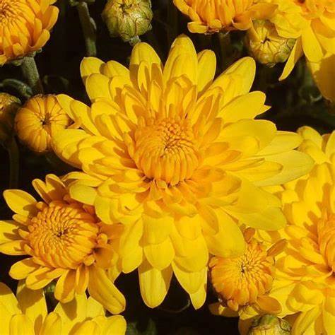 homeandgardensforless.com