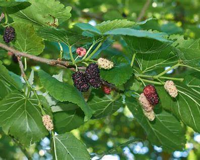 White Mulberry Tree (Morus alba) – Sweet Fruiting Mulberry for Outdoor Planting