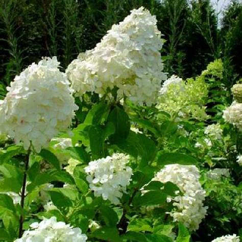 White Panicle Hydrangea flowers in bloom