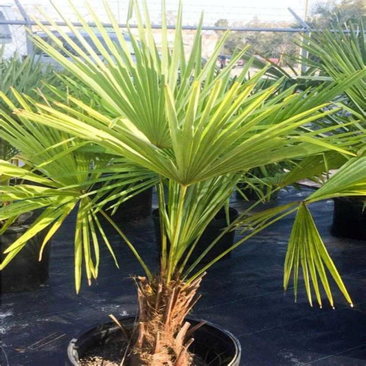 Trachycarpus fortunei palm tree full view