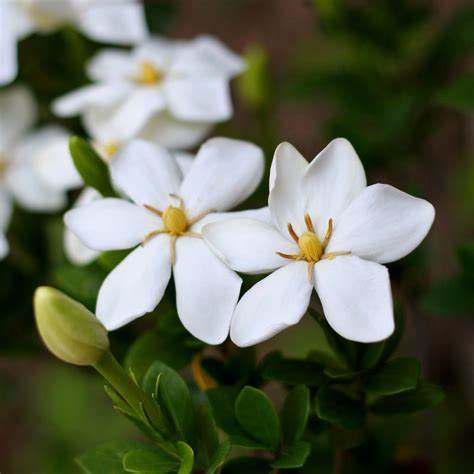 Gardenia Jasminoides Plant with White Blooms