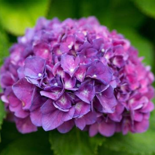 Close-up of Merritts Supreme Hydrangea flowers showing vibrant pink petals