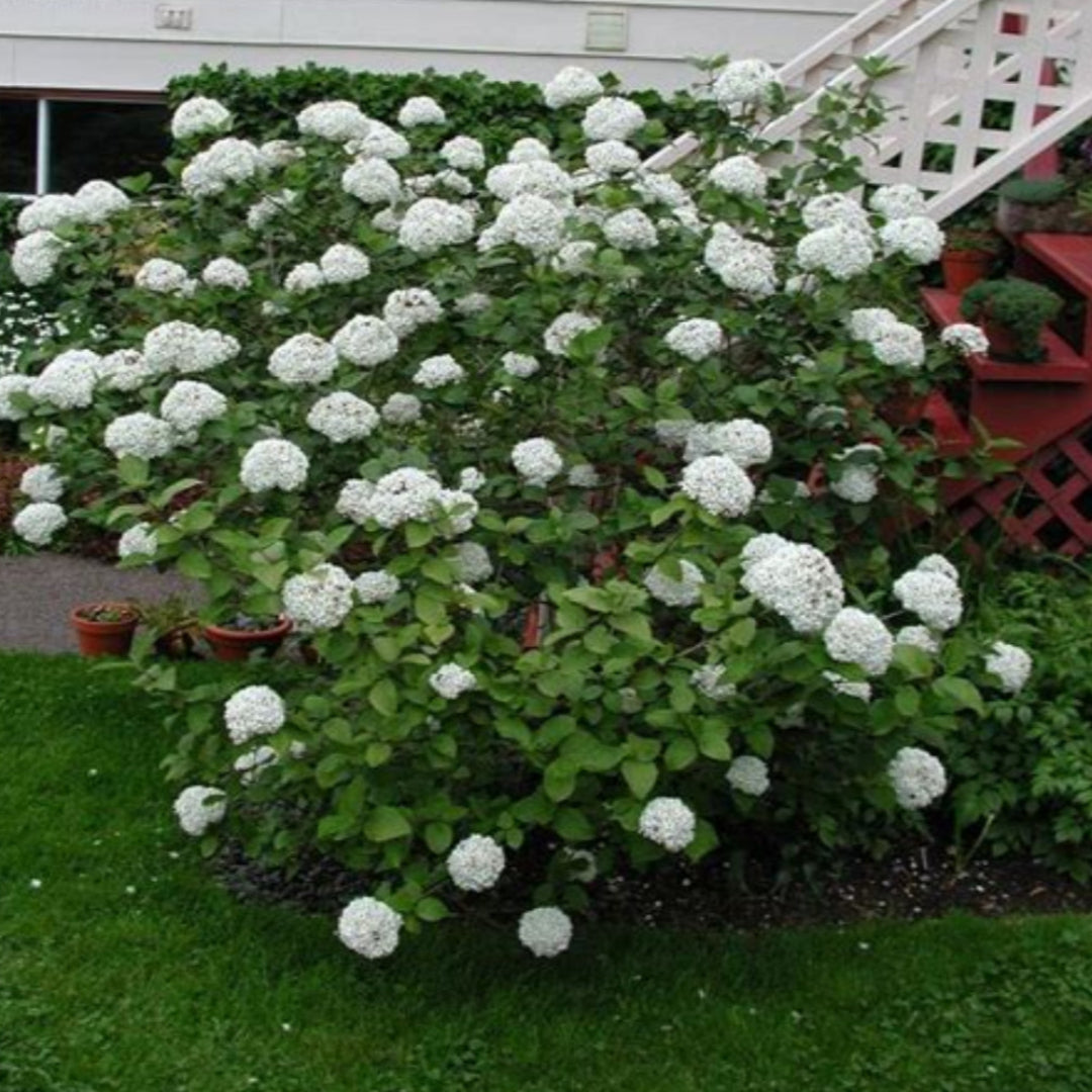 Beautiful Carlessi Viburnum Shrub Displaying Springtime White Blooms