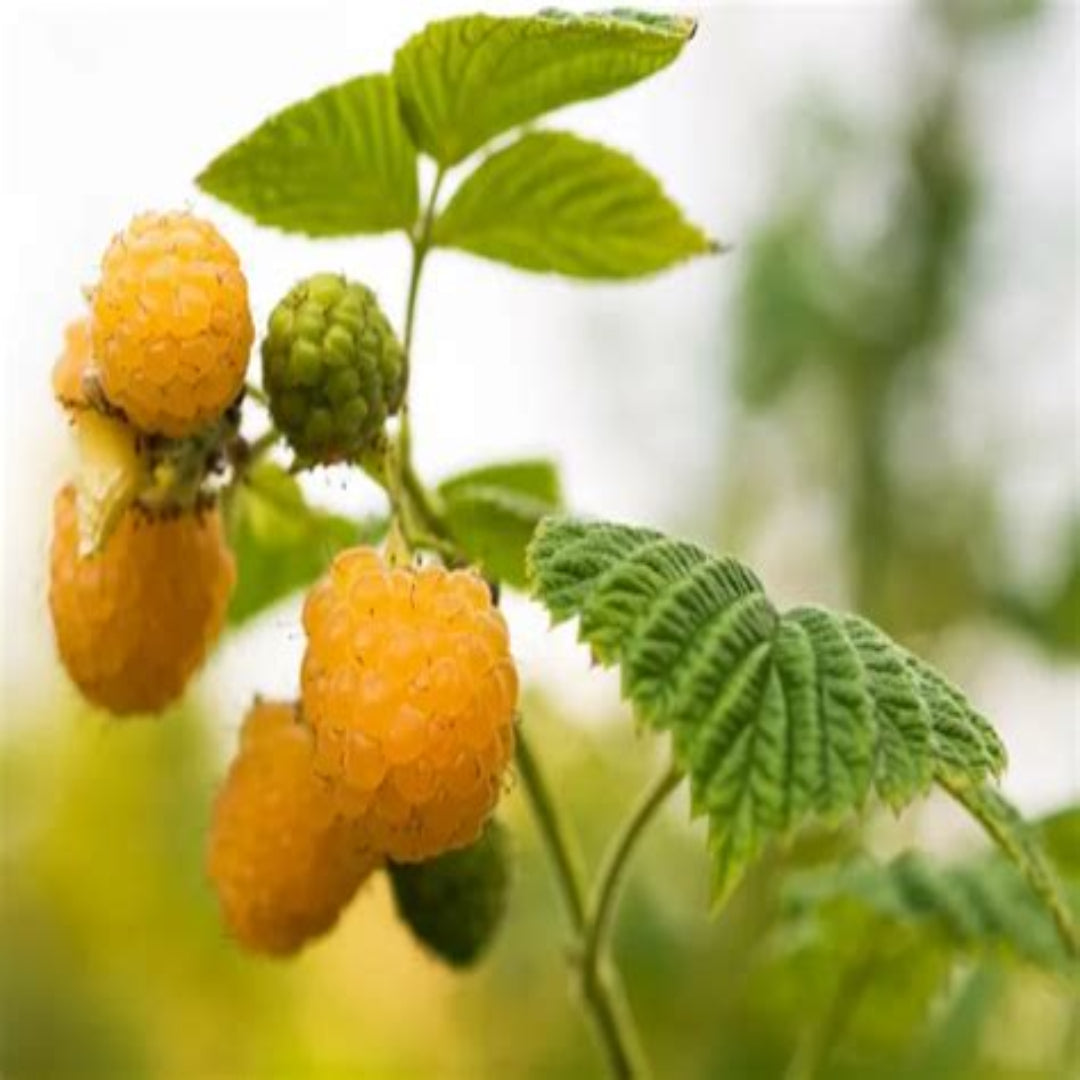 Close-up of ripe Anne yellow raspberries showing large sweet golden berries on the cane
