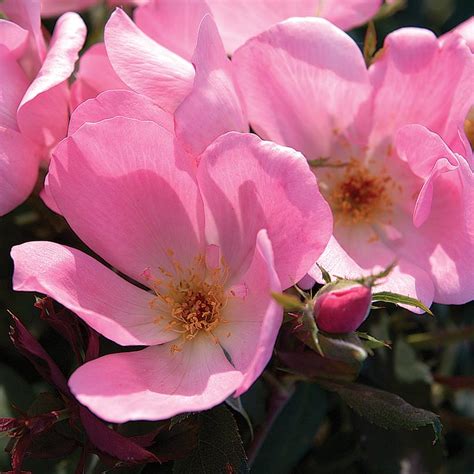 Mature The Blushing Knock Out Rose with dense green foliage