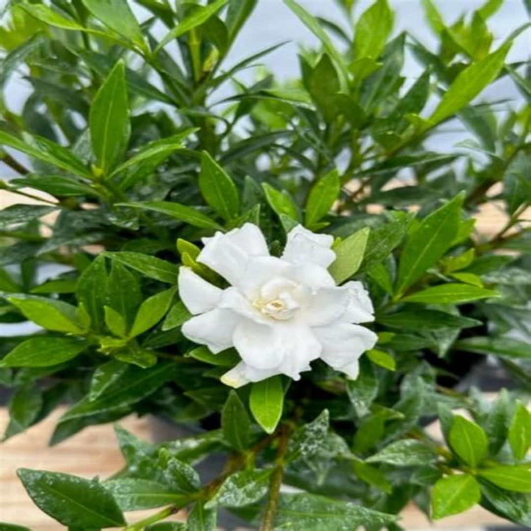 Dwarf Radicans Gardenia Live Plant – Fragrant White Flowers, Low Grower – 4" Pot