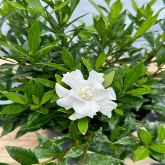 Creeping gardenia plant growing low as a ground cover
