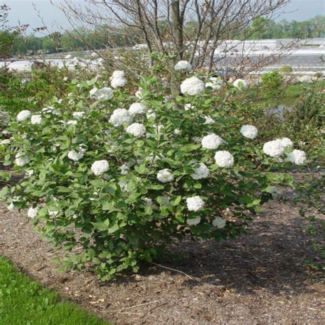 Carlcephalum Viburnum Shrub in Garden Landscape with Dense White Blooms