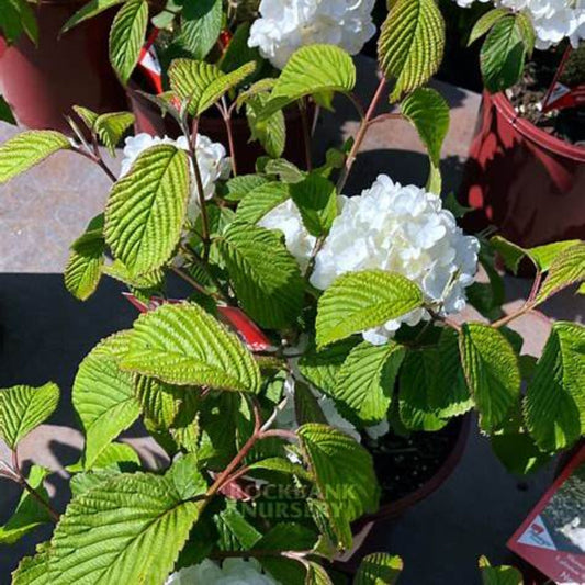 White flowering Newzam Newport Viburnum shrub adding beauty to gardens.