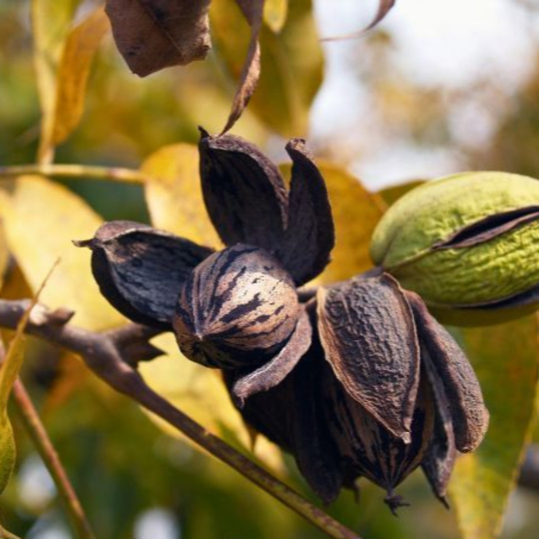 Close-up of Oconee pecan nuts known for large size and rich flavor