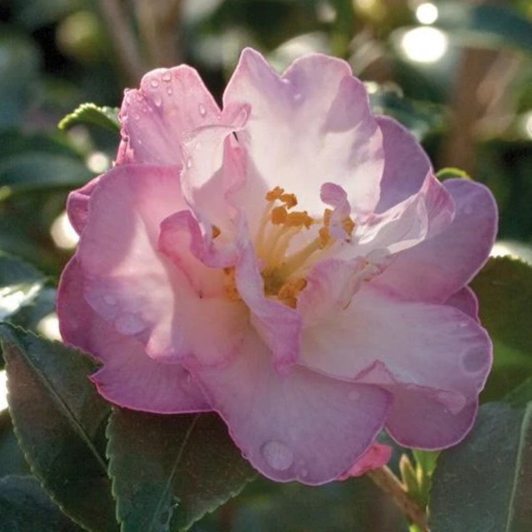 October Magic Orchid Camellia