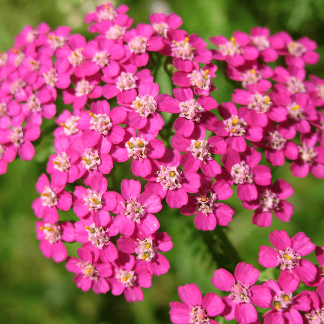 Oertel’s Rose Yarrow perennial flower
