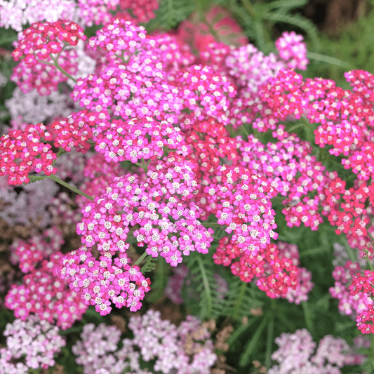 Oertel’s Rose Yarrow flowering plant