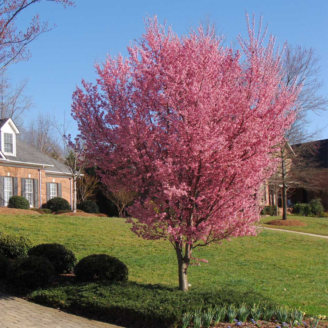 Mature Okame Cherry Tree showing pink flowers and upright growth