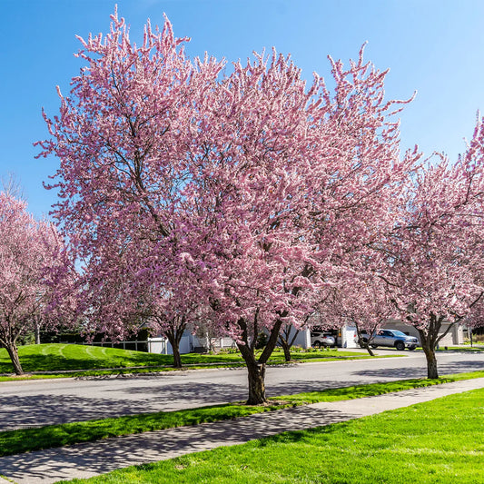 Okame Cherry Tree - Standout Tree – flowering tree