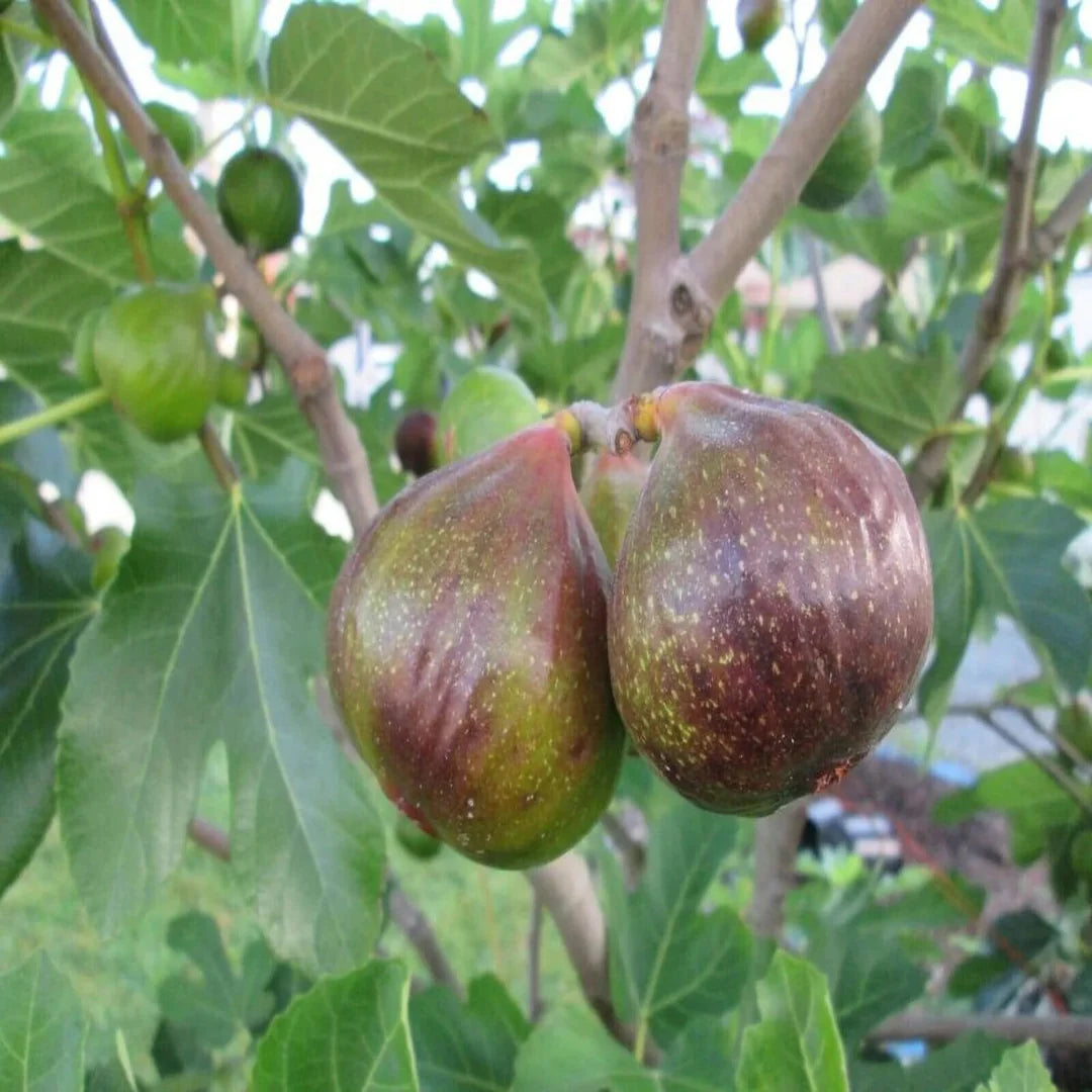 Starter Olympian Fig Tree for patio or garden