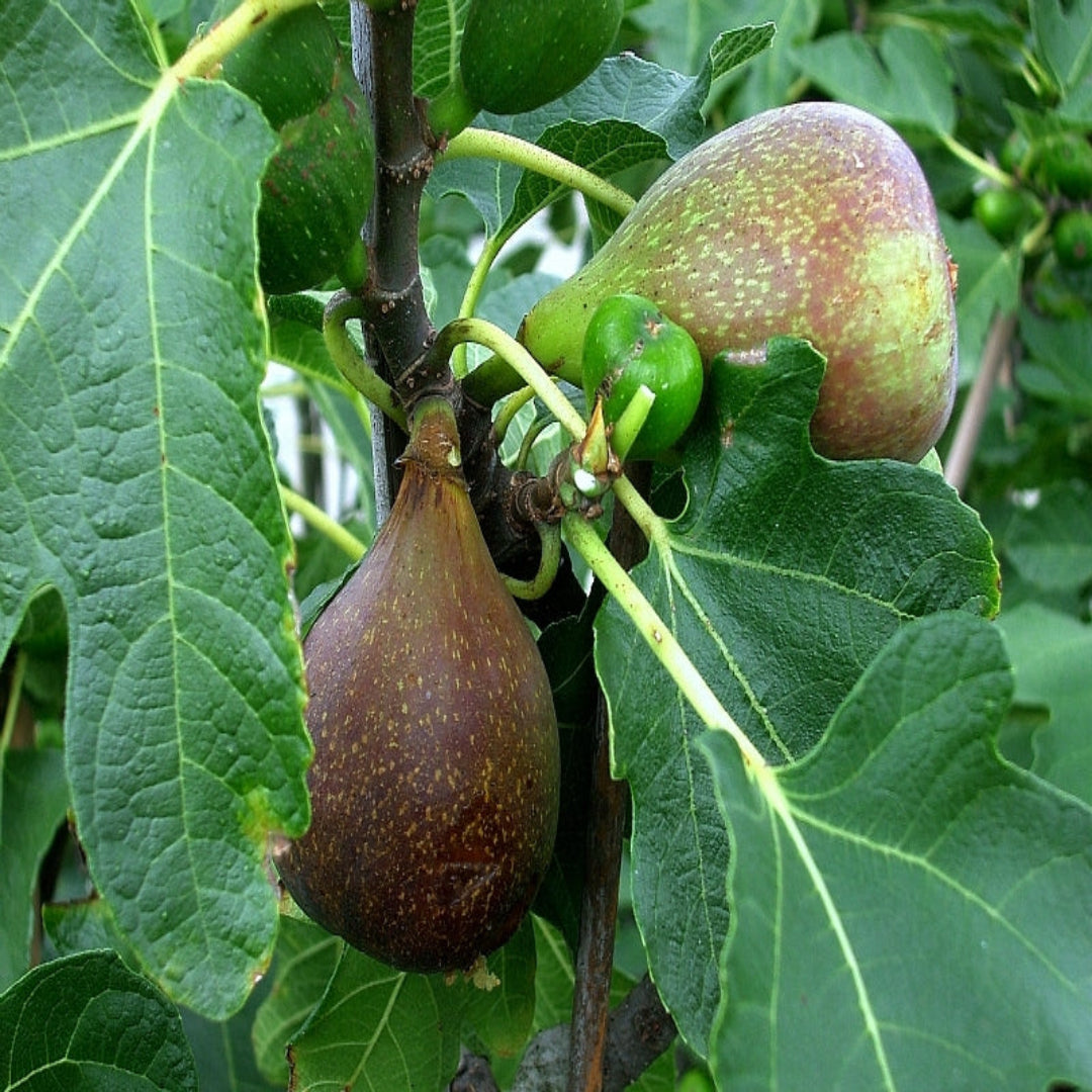 Olympian Fig Tree full of ripe purple fig fruits