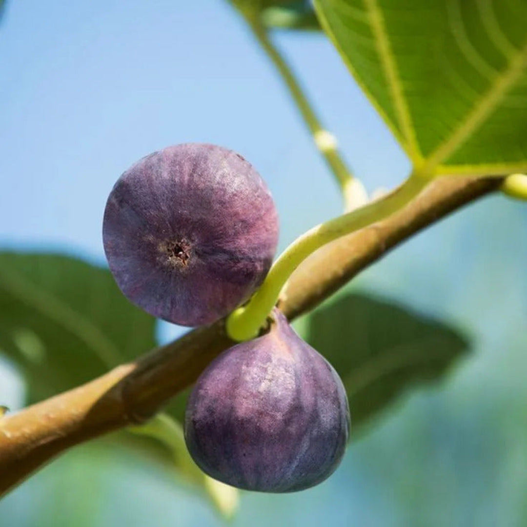 Close-up of fruit clusters on Olympian Fig Tree