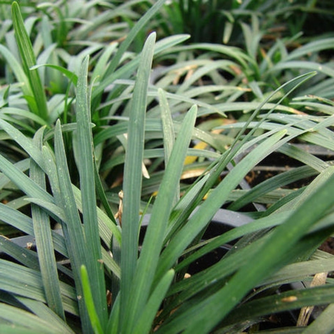 Ophiopogon japonicus Nana dwarf Mondo Grass plant