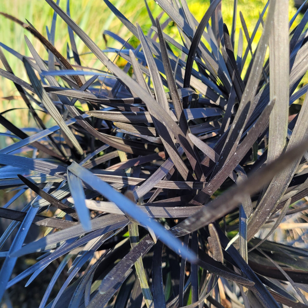 Compact Black Mondo Grass for borders and beds