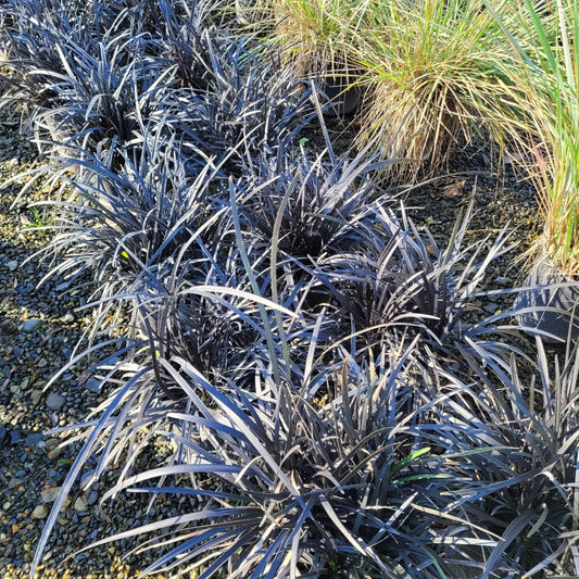 Dwarf Black Mondo Grass ornamental groundcover