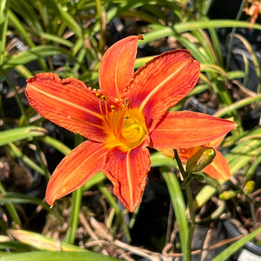 Orange Daylily perennial flowering plant