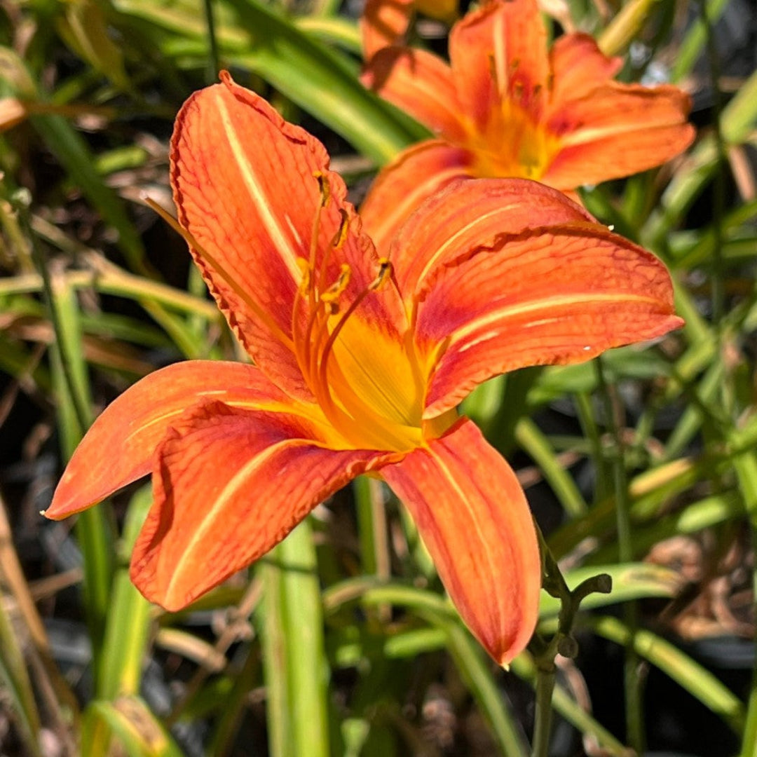 Hemerocallis orange daylily bright summer blooms