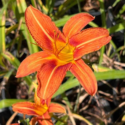 Orange daylily hardy perennial garden flower