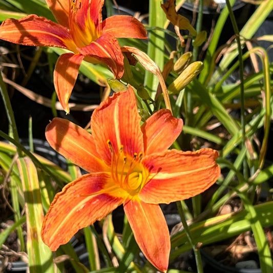Vibrant orange daylily flowering plant close-up