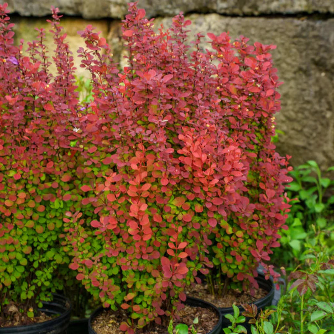 homeandgardensforless.com