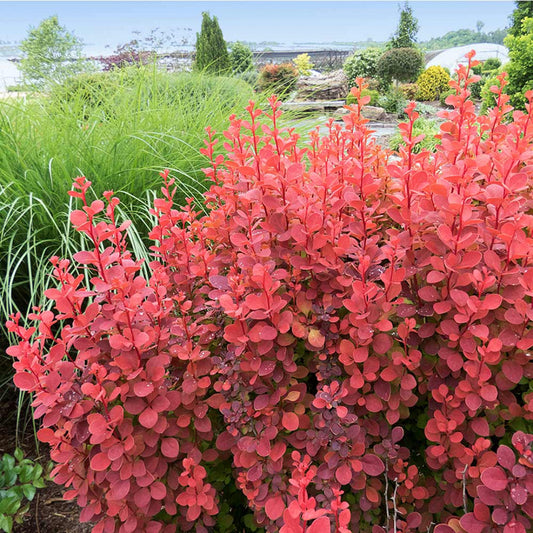 Crimson Pygmy Barberry shrub with deep red foliage in garden landscape