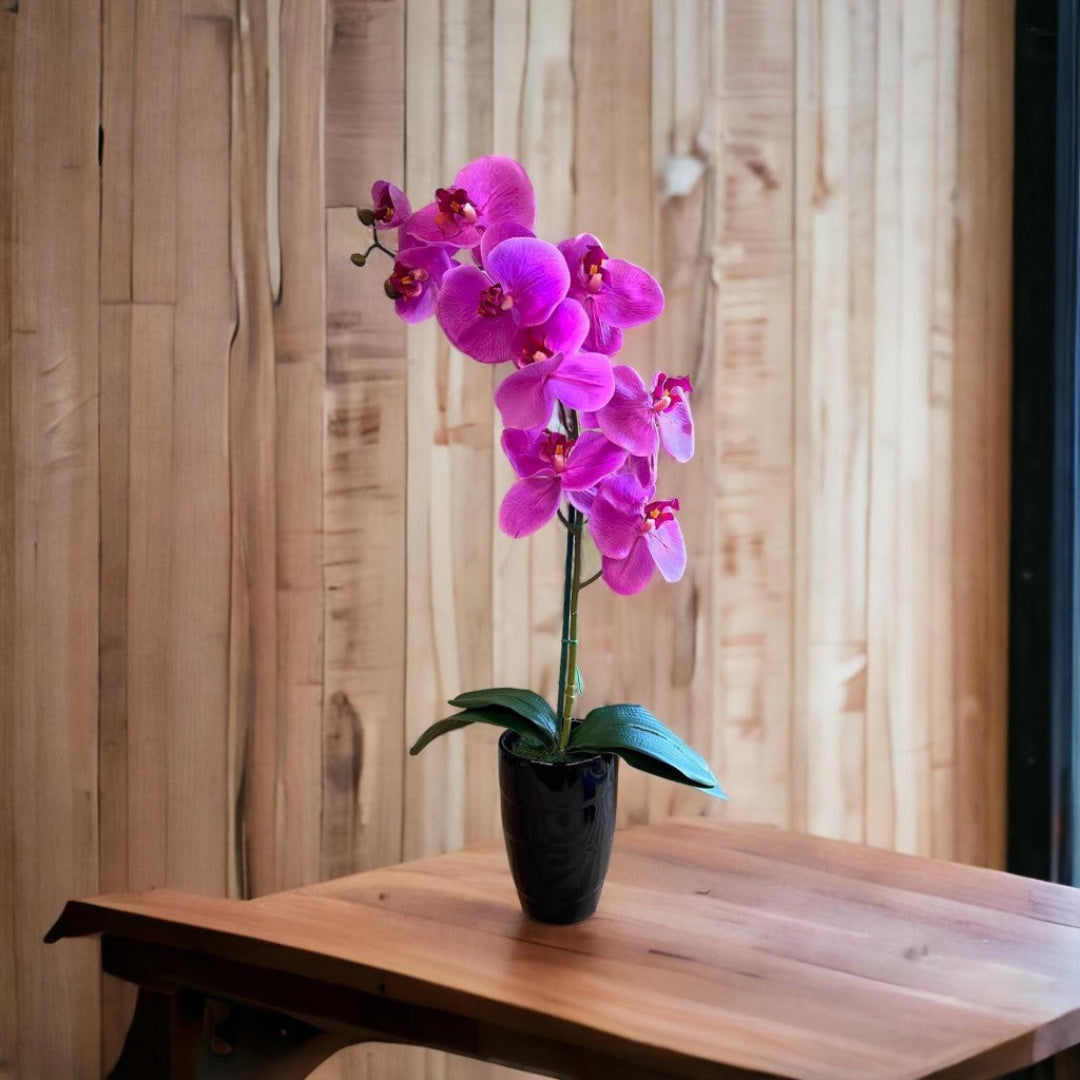 Stunning Orchids in Black Conical Pot