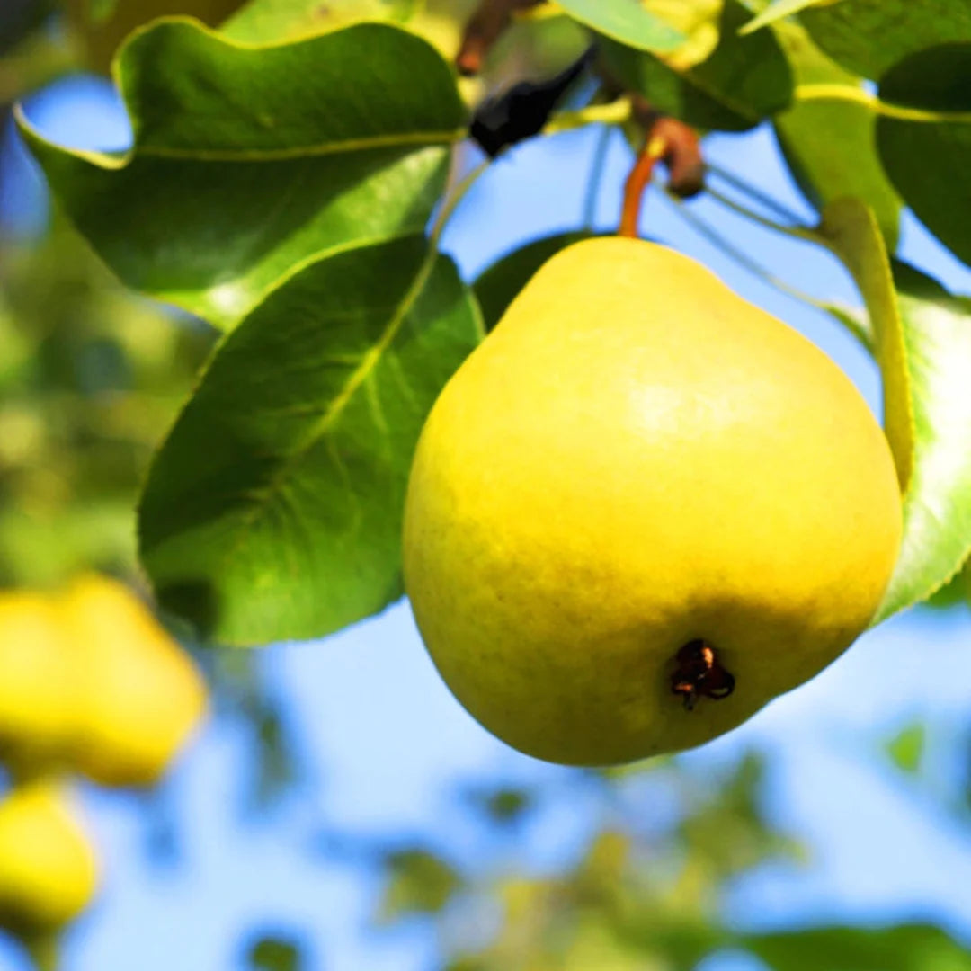 homeandgardensforless.com