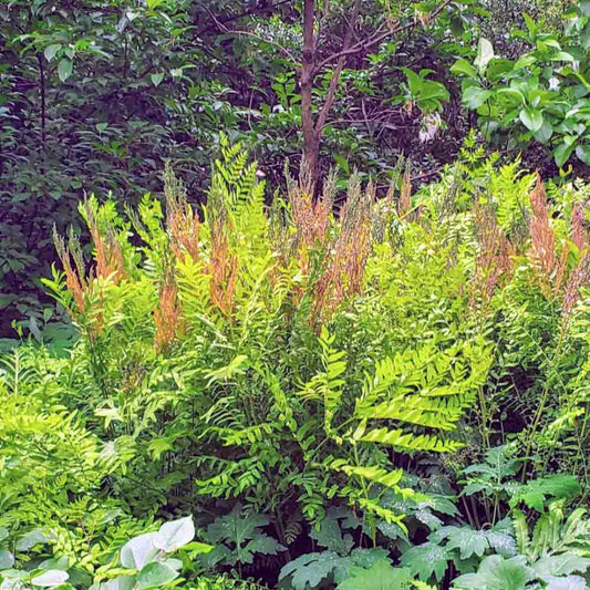 Mature Osmunda regalis plant with tall fronds