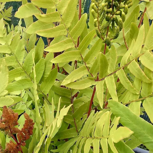 Osmunda regalis Purpurascens variety photo
