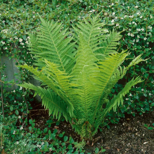 Potted Ostrich Fern for shaded gardens