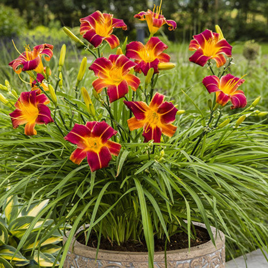 Hemerocallis Autumn Red Daylily flowering plant